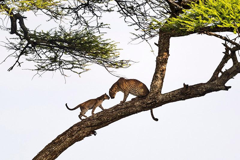 Leopard are intelligent and elusive predators. I visited this acacia tree on many occasions hoping to find a Leopard patrolling the savannah. It was on my way to a dusty airstrip that a cub emerged from the tall grass to greet it’s mother in the canopy. The plane waited for me to arrive.