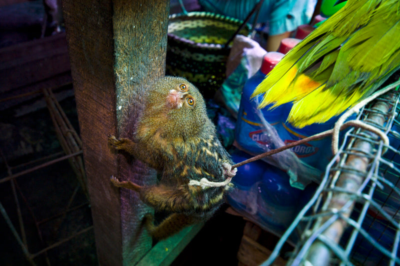 Having waited over 20 years to encounter the rare Pygmy Marmoset, it was heartbreaking to finally encounter one of these diminutive primates in an illegal Peruvian market.