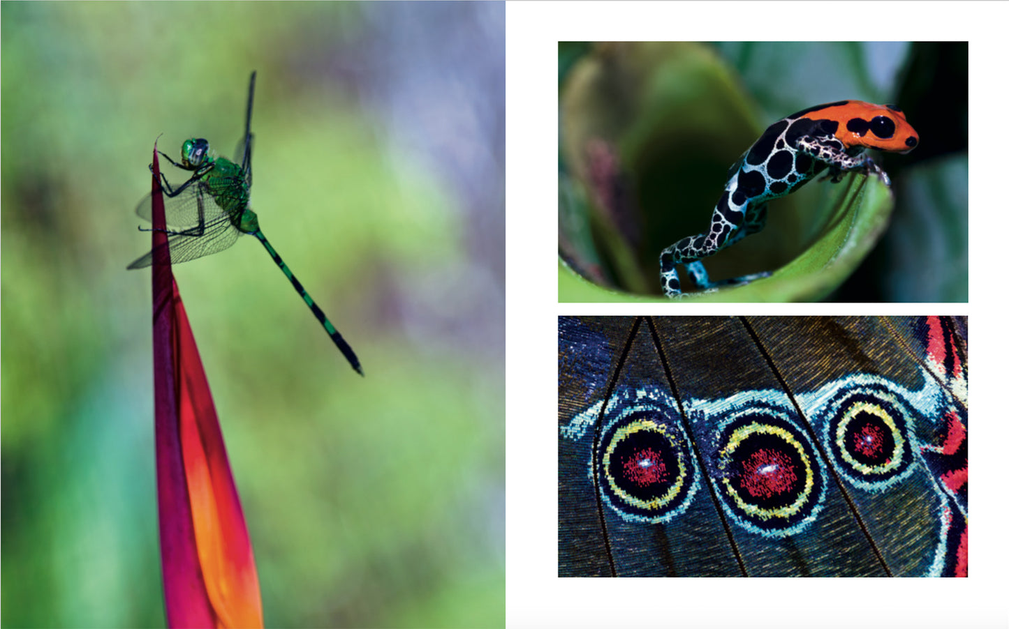 Icebergs to Iguanas - 424 page book by National Geographic Photographer Jason Edwards