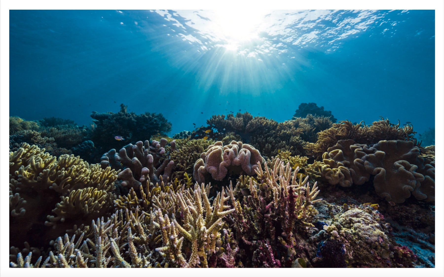 Icebergs to Iguanas - 424 page book by National Geographic Photographer Jason Edwards