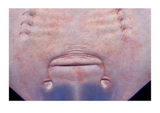 A view of the underside of a ray showing mouth and gills. Melbourne Aquarium, Victoria, Australia. Melbourne Aquarium, Victoria, Australia.