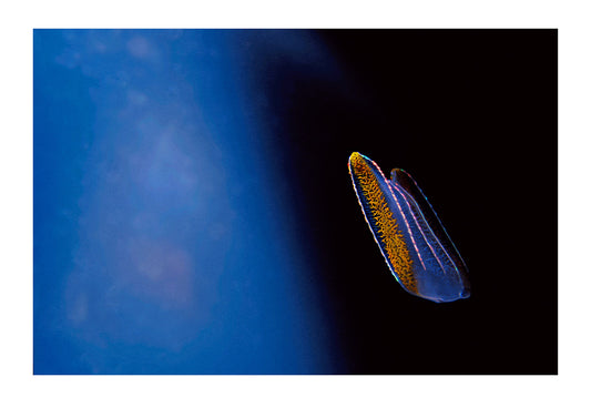 The delicate rainbow coloured bioluminsecent cilia on a Comb Jelly used for propulsion. Victoria, Australia.