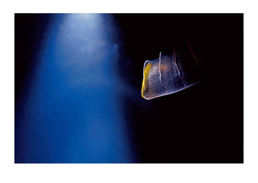 The delicate rainbow coloured bioluminsecent cilia on a Comb Jelly used for propulsion. Victoria, Australia.