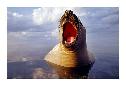 A male Southern Elephant Seal rises from a mirror-calm ocean. These large mammals  can be notoriously grumpy and aggressive especially during the breeding season, however this male was more curious than territorial. In fact, my legs are beneath his chest and I had to use a 20mm lens to capture this frame because he was so close. Victoria, Australia.