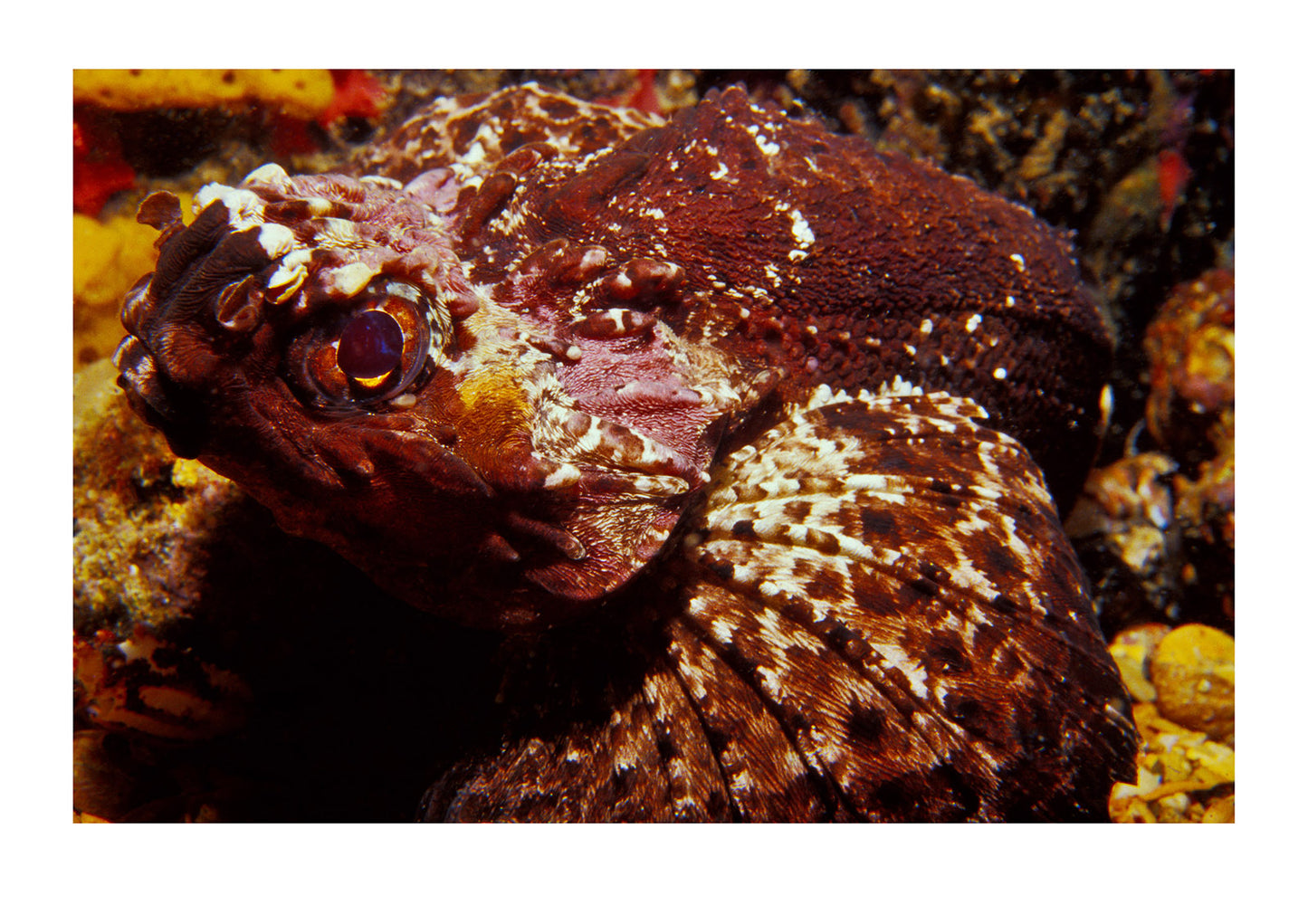 The face and head of an alien-looking and venomous Goblin Fish. Portsea, Victoria State, Australia.