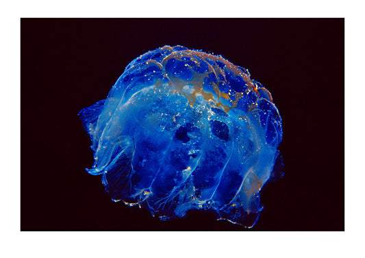 The delicate translucent outer skin of a lions mane jellyfish. Blairgowrie, Victoria, Australia.