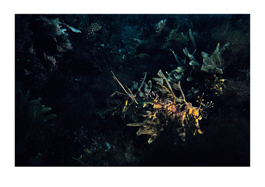 A Leafy Sea Dragon glides through the shadows of a kelp bed. Kangaroo Island, South Australia.