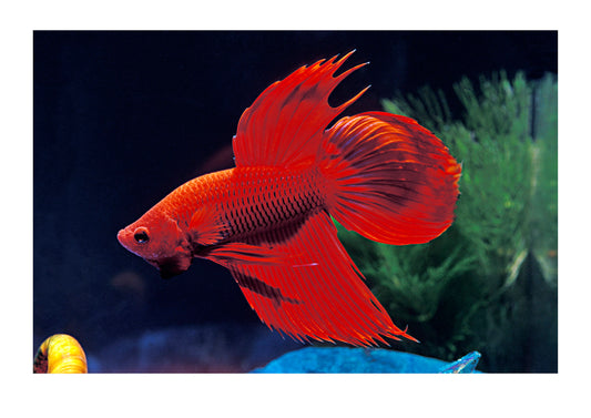 A majestic and colorful Siamese Fighting Fish in a fish bowl. North Carlton, Victoria, Australia.