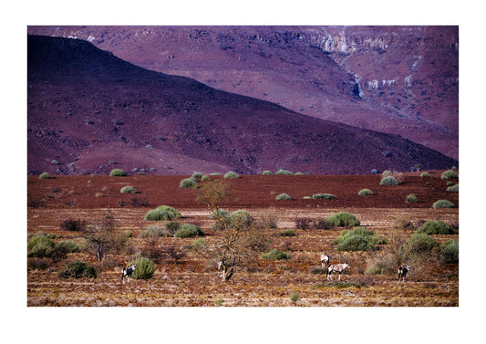 Silhouetted springbok on a desert plain at sunset. Damaraland, Namibia.