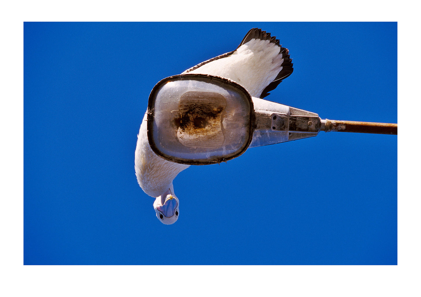 Looking up at a comical Australian Pelican perched on a light pole. Eden, New South Wales, Australia.