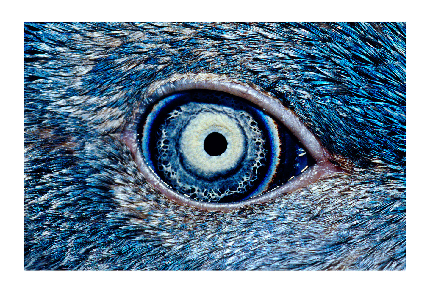 The iridescent mosaic of a Little Penguin eye, the smallest of these flightless birds on Earth. A diminutive species that returns to shore in the fading light to feed its chick in burrows carved into coastal sand dunes. Victoria, Australia.