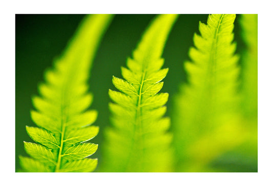 An artistic view of King Fern fronds in a forest understorey. Bunyip State Forest, Victoria, Australia.