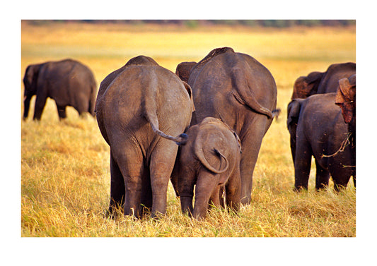 Sri Lankan Elephants are an endangered subspecies of Asian Elephant that inhabit the tiny island nation. Beautiful yet fragmented national parks are joined by wildlife corridors to help reduce inbreeding and conflicts with farmers. During the dry season vast herds migrate onto the floodplains to graze whilst the bulls battle for dominance in the dusty heat. Sri Lanka.