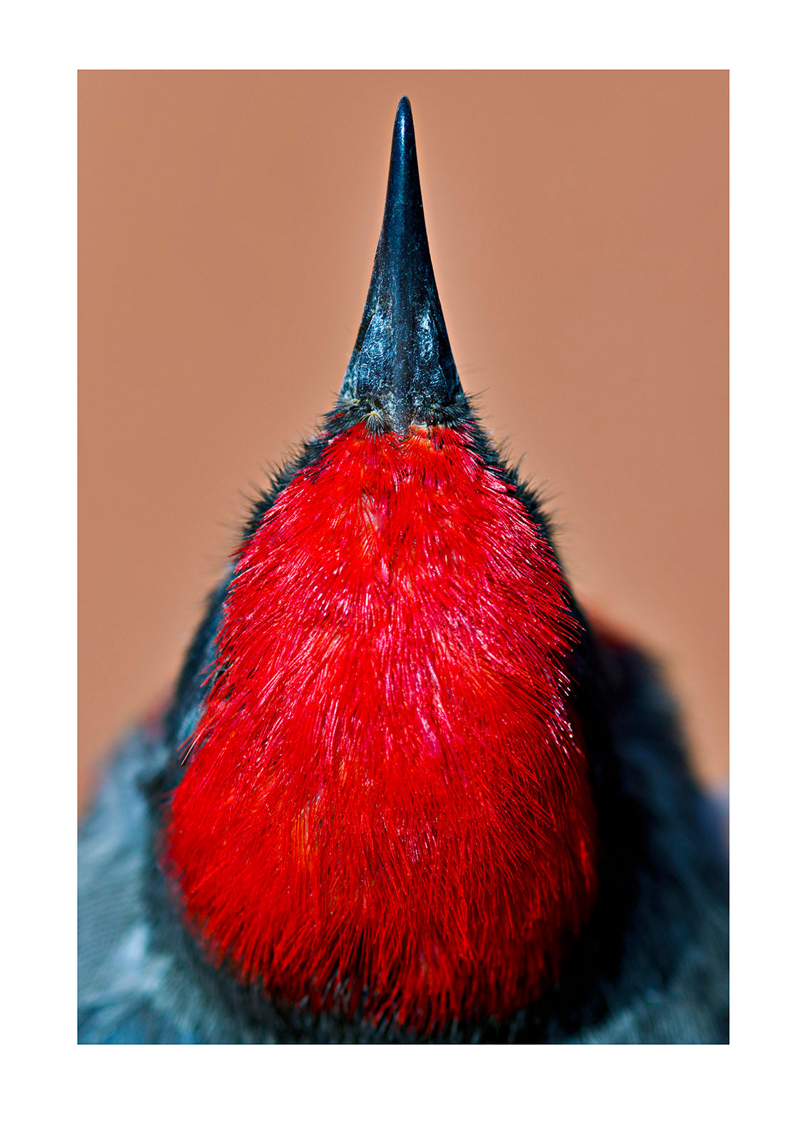 The flaming crown of a Crimson Chat captured against the ochre sands of the Australian outback. As harsh as the vast deserts may be, they are often filled with flamboyant splashes of colour. Sturt National Park, New South Wales, Australia.