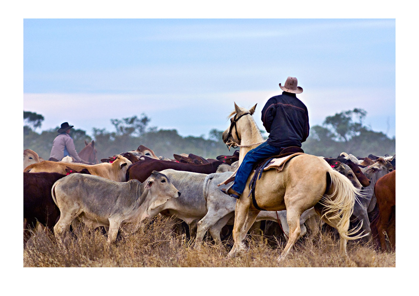 Stockmen muster their herd of cattle in the dusty outback. In the United States they are known as cowboys. Queensland, Australia.