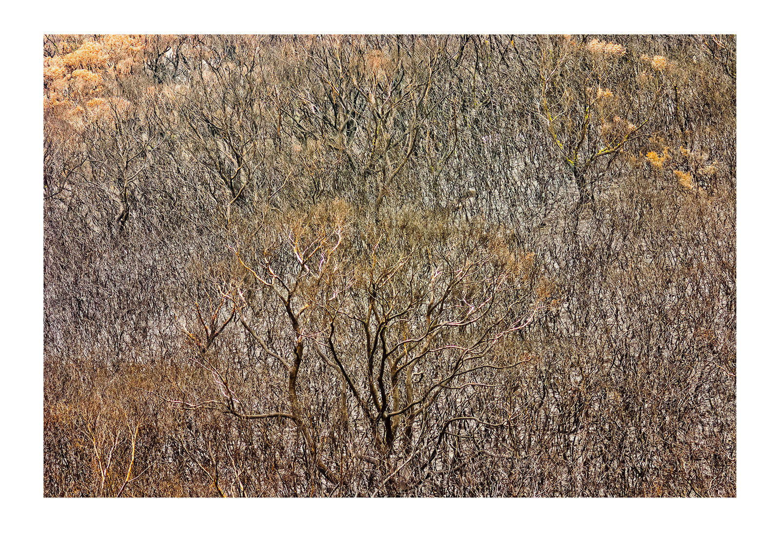 A Coastal Heath, Stringybark, and Casuarina Forest destroyed by fire. Wilsons Promontory National Park, Victoria, Australia