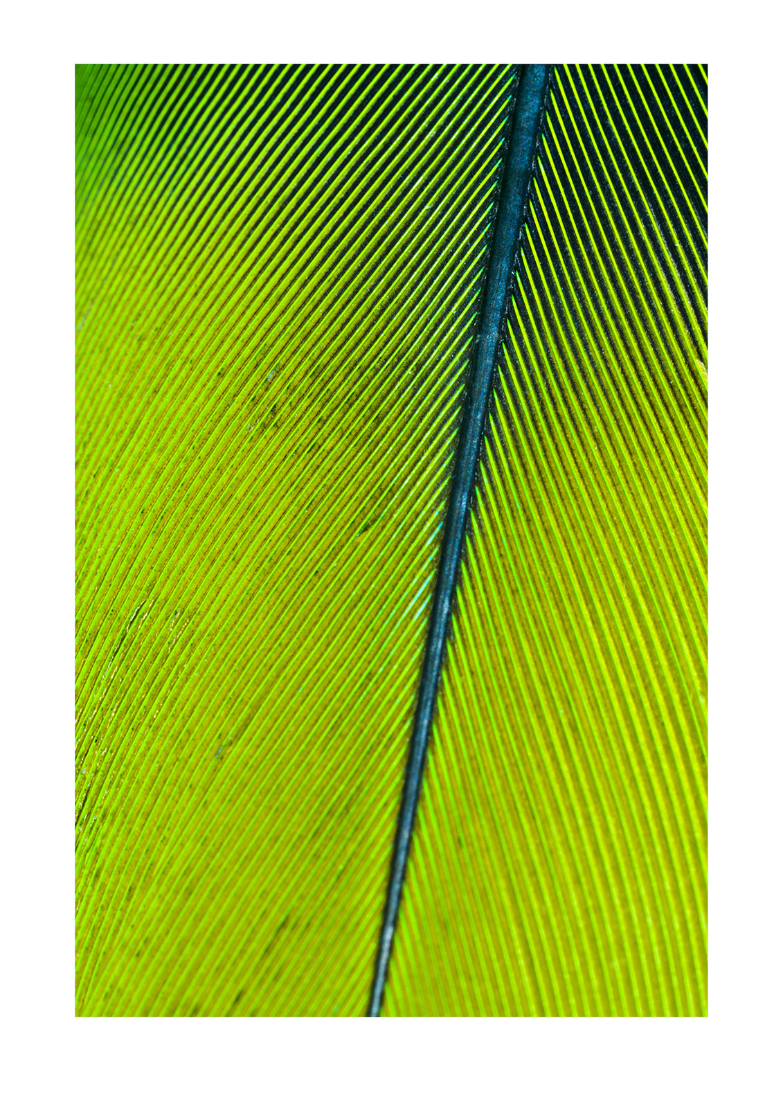 The perfect linear feather vane of a Mealy Amazon Parrot attached to the quill at the rachis. Parque de Quistococha, Quistococha Zoo, Iquitos, Amazon Basin, Loreto Region, Maynas Province, Peru.