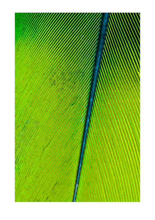 The perfect linear feather vane of a Mealy Amazon Parrot attached to the quill at the rachis. Parque de Quistococha, Quistococha Zoo, Iquitos, Amazon Basin, Loreto Region, Maynas Province, Peru.