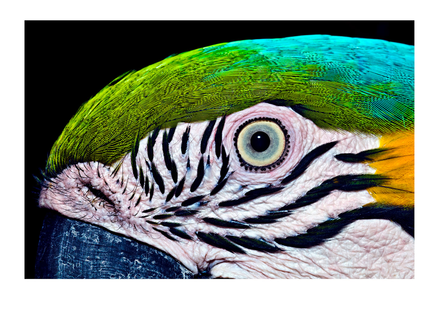 The iridescent turquoise crest and striped cheek feathers beneath the eye of a Blue-and-Yellow Macaw. Parque de Quistococha, Quistococha Zoo, Iquitos, Amazon Basin, Loreto Region, Maynas Province, Peru.