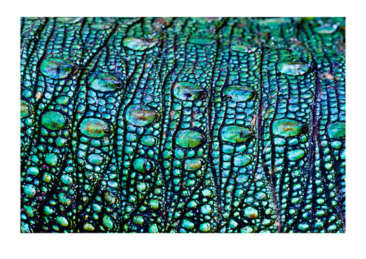 The prehistoric green scales on the flank of a northern caiman lizard. Parque de Quistococha, Quistococha Zoo, Iquitos, Amazon Basin, Loreto Region, Maynas Province, Peru.