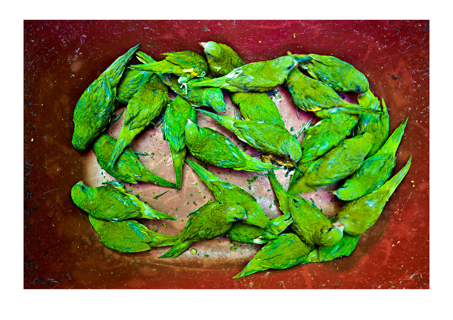 Amazonian Canary-winged Parakeets, Brotogeris versicolurus sweltering in a plastic tub where they are for sale for USD 0.25 each. Of the birds that survive many find themselves in the illegal pet trades of Europe and the USA...Belen Market, Belen, Peru.