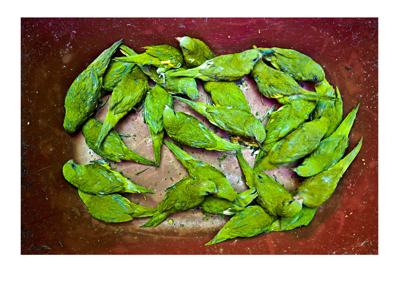 Amazonian Canary-winged Parakeets, Brotogeris versicolurus sweltering in a plastic tub where they are for sale for USD 0.25 each. Of the birds that survive many find themselves in the illegal pet trades of Europe and the USA...Belen Market, Belen, Peru.