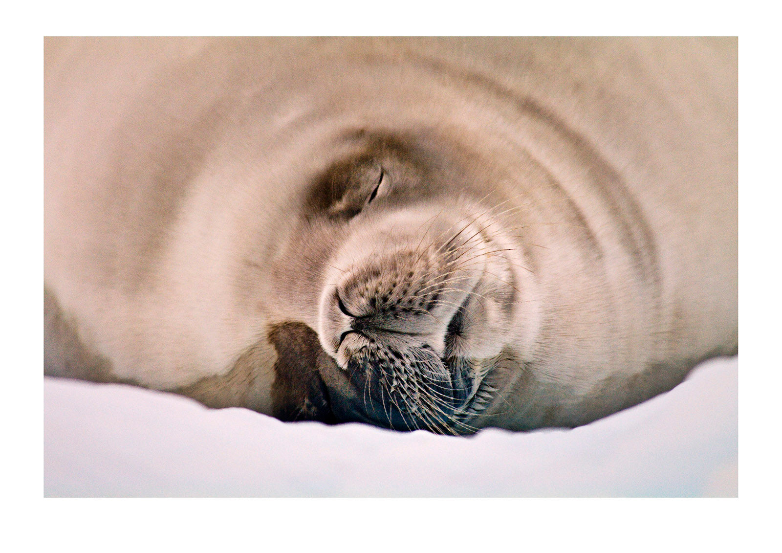 A Crabeater Seal sleeping on an iceberg in an ice flow. Detaille Island, Antarctic Peninsula, Antarctic Circle, Antarctica.