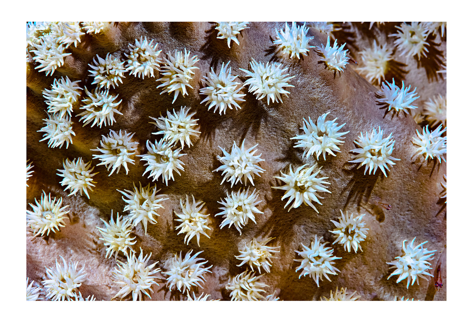 A delicate Snowflake Coral feeding with its polyps extended. Home Reef, Taveuni Island, Somosomo Strait, Pacific Ocean, Fiji Islands.