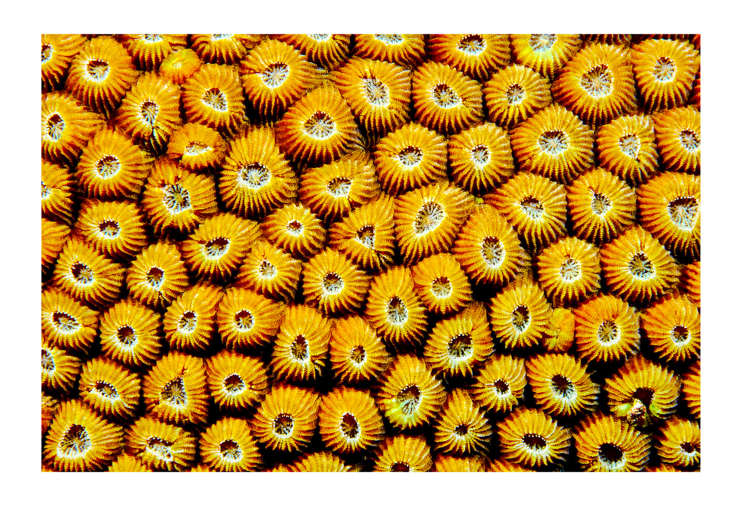 Textured bright orange ridged volcanic polyps on a Great Star Coral. Home Reef, Taveuni Island, Somosomo Strait, Pacific Ocean, Fiji Islands.