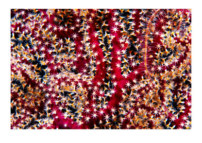 When the sun sets over a coral reef the nightshift takes over and many species too delicate to face the tropical sun emerge. The magnificent red stalks of a Gorgonian coral feeding at night with it's polyps open. Taveuni, Fiji Islands.