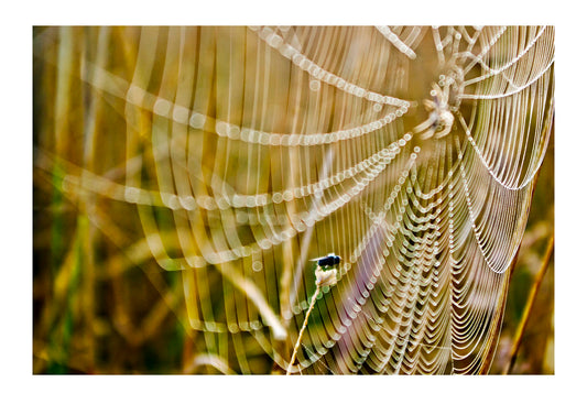 A fly rests on a grass stem dangerously close to a spider's web. Mount Duneed Recreation Reserve, Mount Duneed, Victoria, Australia.