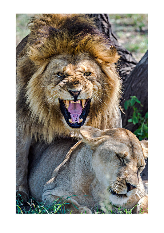 A roaring male African Lion bares his large canine teeth whilst mating a with a female. Serengeti National Park, Tanzania, Africa.