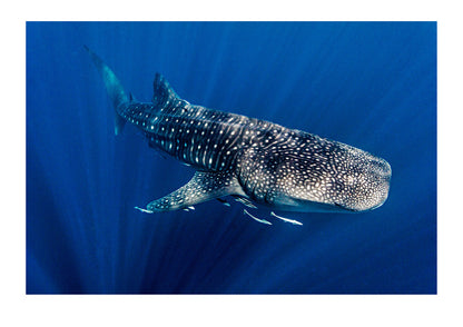 A close encounter with Earths largest fish, a Whale Shark. Incredibly, this species has barely changed throughout its presence in the fossil record over tens of millions of years. Whale Shark skin is covered in dermal denticles, v-shaped structures that reduce drag and turbulence enabling the giant fish to swim faster using less energy. Ningaloo Reef, Western Australia.