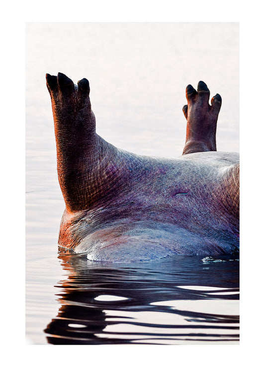 The feet and toes of a dead male Nile Hippopotamus floating on its back in a wetland. Chobe River, Chobe National Park, Botswana.