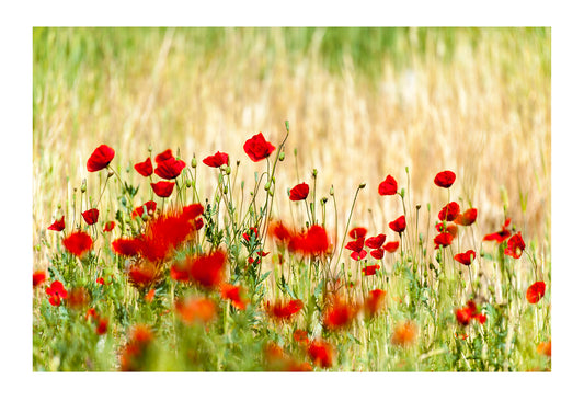 A field of bright red poppy's growing at the base of a cliff.
 Shiraz, Fars Province, Islamic Republic of Iran.

