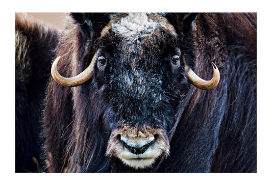 Strong arctic winds send the shaggy coat of a Musk Ox flying. Ammalortup Nunaa Highland, Kangerlussuaq, Qeqqata Municipality, Greenland.