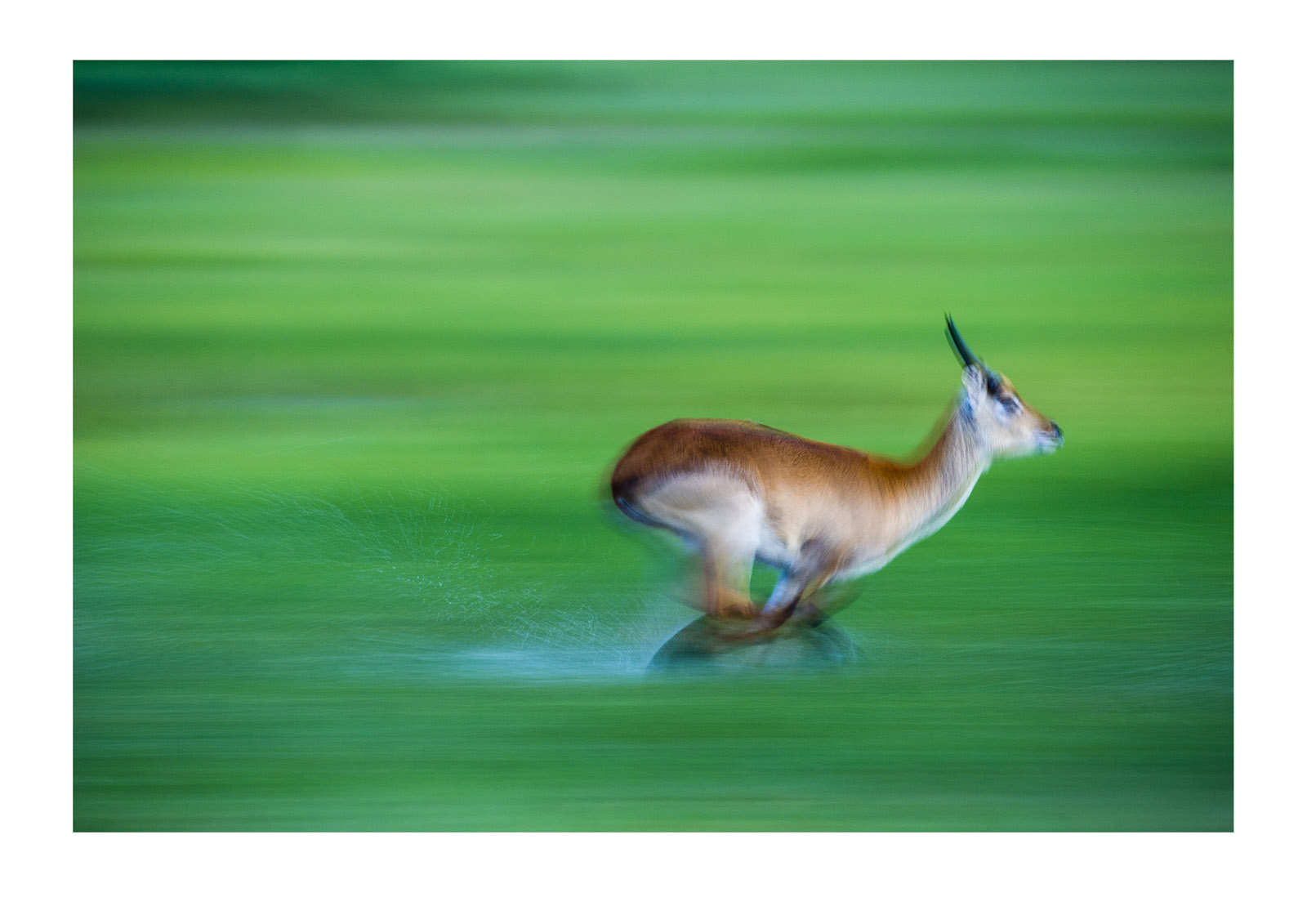 Water sprays from a Red Lechwe running across a floodplain. Duba Plains Camp, Ngamiland West, Botswana.