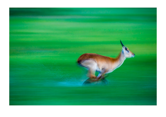 Water sprays from a Red Lechwe running across a floodplain. Duba Plains Camp, Ngamiland West, Botswana.