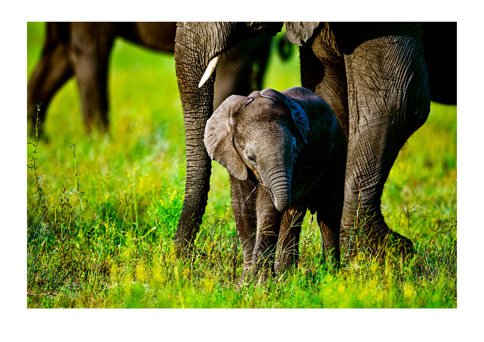 A tiny elephant calf shelters beneath it's mother on a floodplain. Duba Plains Camp, Ngamiland West, Botswana.