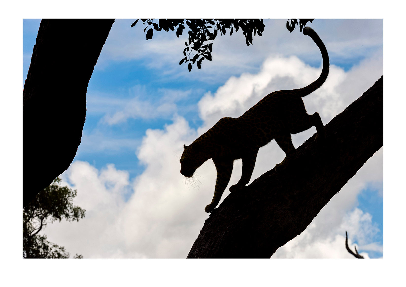 The silhouette of an African Leopard descending a tree. Zarafa Camp, Zibadianja Lagoon, Savute Channel, Linyanti, Botswana.

