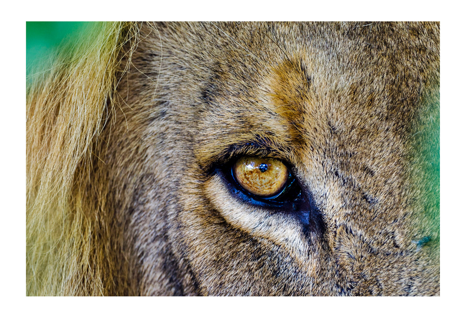 The intense stare of a male lion in his prime. There is a misconception that male lions require females to hunt for them but this is completely inaccurate. Most male lions are not imbedded in a pride permanently and have to hunt for themselves, ergo their enormous size and power. Selinda, Botswana.