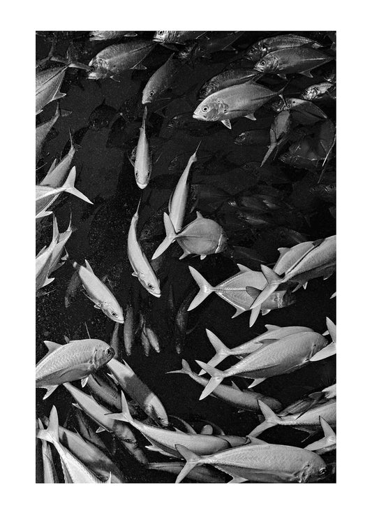 A shoal of Bigeye Trevally schooling beneath jetty pylons. Heron Island Harbour, Heron Island, Great Barrier Reef, Queensland, Australia.