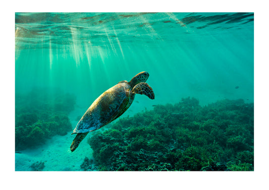 A Green Turtle, Chelonia mydas, swimming through dappled sunlight in the ocean shallows. Heron Island, Great Barrier Reef, Queensland, Australia.