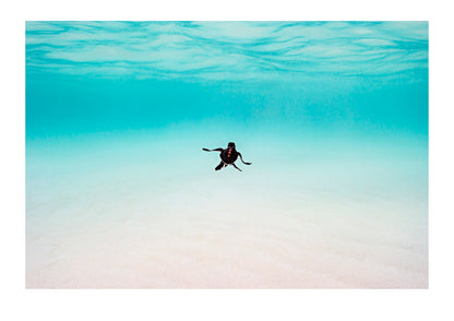 Turtles have remained almost unaltered in the fossil record for tens of millions of years. The hatchlings emerge en-masse in what is known as an eruption, timed to confuse predators by a sheer weight of numbers. A lone endangered Green Sea Turtle hatchling swims into the open ocean to begin it's life journey. Great Barrier Reef, Australia.