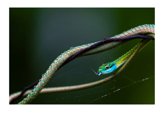 A Black-skinned Parrot Snake extends it's forked tongue while draped across a vine. Posada Amazonas, Tres Chimbadas Oxbow Lake, Tambopata National Reserve, Peru