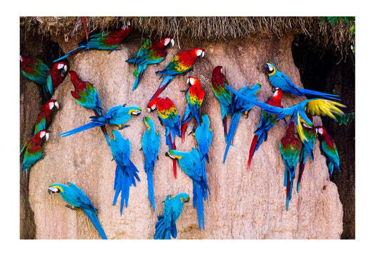 On an exposed river bank near the Bolivian border a flock of Macaw feed on the mineral rich clays exposed by rain and flood waters. Mineral licks are rare in the Amazon Basin and attract many species. They also attract predators in the same way a dry season waterhole does on the African savannah. Wildlife can be timid and prone to fleeing, so patience and hiding skills are a necessity. Bolivia.