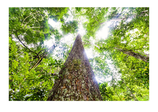 Brazil Nut trees are restricted to the rainforests of Brazil, Bolivia and a tiny pocket of Peru. Commercial plantations do not exist for this species. Those Brazil Nuts you’re eating were harvested by hand in the steaming rainforest, and after much labour shipped to the worlds markets. Boca Pariamanu Native Community, Madre de Dios Region, Peru