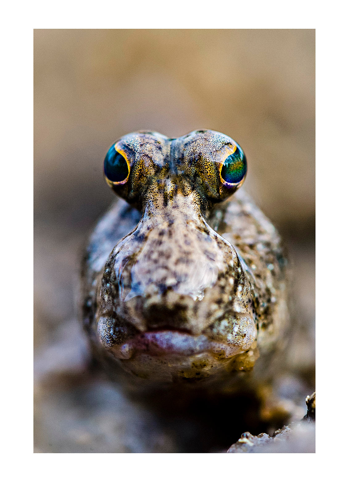 The iridescent green stalked eyes of a Mudskipper on a tidal flat. Jar Island, Vansittart Bay, Kimberley Coast, Western Australia, Australia.

