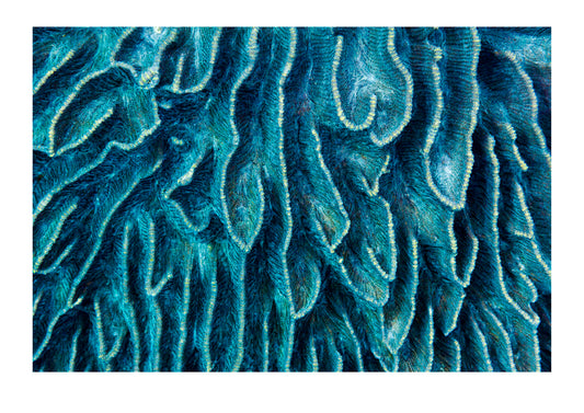 Blue velvet folds in the surface of a hard coral only meters from a pristine sandy beach on a uninhabited island in Raja Ampat. The more you look at corals the more there is to see; search for patterns, contrast, textures and animals. Raja Ampat, West Papua.