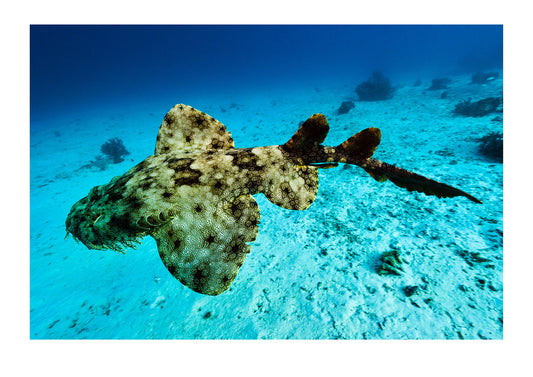 The blotches and reticulations on a Tasselled Wobbegong skin swimming with it's pectoral fins extended. Friwinbonda Island, Raja Ampat, Indonesia.